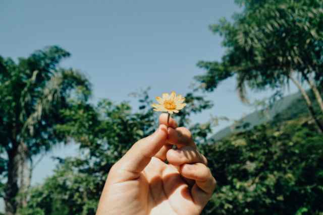 Image for the article "Steps to Cultivate a Growth Mindset" shows a hand holding up a little flower in front of a blue sky and green tree background