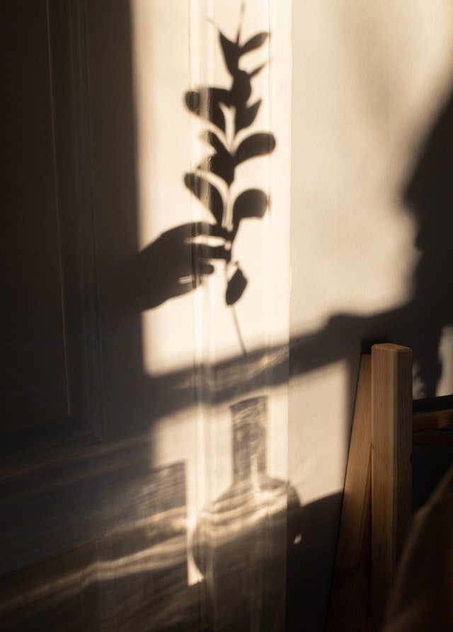 Image for the article "Steps to Cultivate a Growth Mindset" shows the shadow of a flower and a vase on the wall